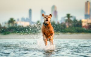 Sony a9 wildlife photography - shutter speed