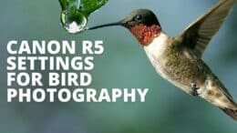 Canon R5 Settings For Bird Photography