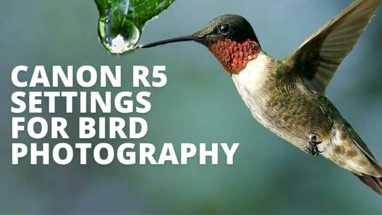 Canon R5 Settings For Bird Photography