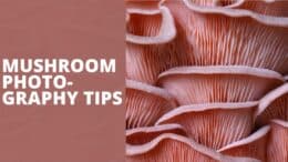 Mushroom Photography Tips