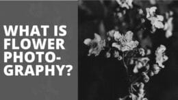 What Is Flower Photography