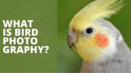 What is Bird Photography