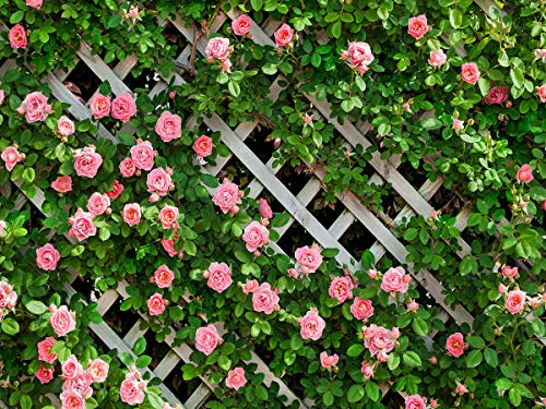 AIIKES 8x6FT Flowers Backdrop for Photography Spring Floral Photo Backdrop Green Leaf Fence Backdrops Wedding Bridal Backdrop Baby Shower Birthday Party Photo Booth Studio Prop 11-453