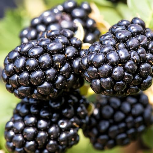BlackBerry Seeds for Planting - 200+ Non-GMO Seeds - Organic BlackBerry Seeds for Garden Outdoor - Sweet,Healthy Fruit