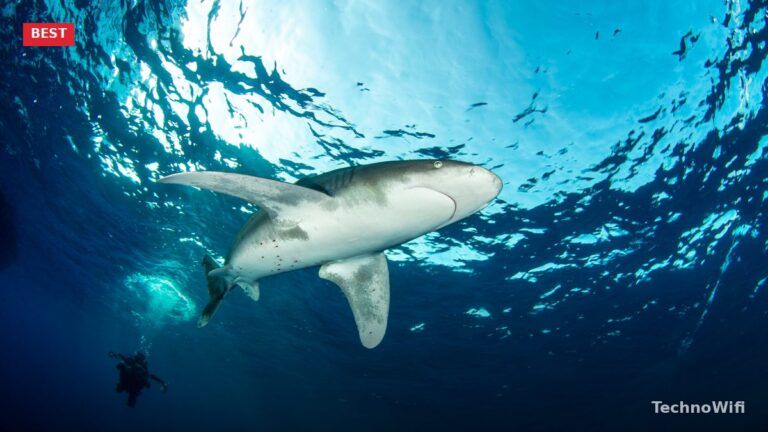 5 Best Canon Underwater Cameras in 2026
